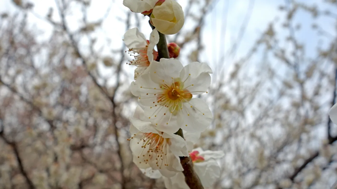 백운산(저남광양) 및 매화축제 : 2016-03-19