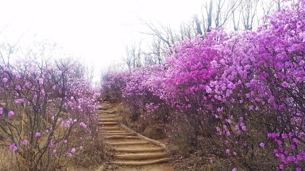 청계산 진달래