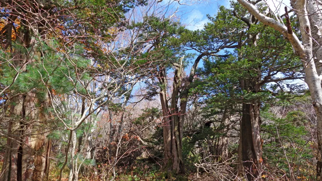 오대산