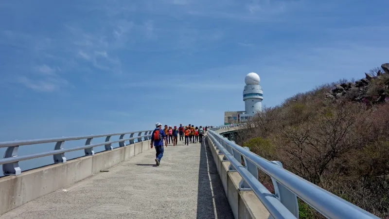 비슬산 진달래