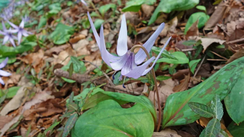 미륵산 (경남 통영) : 2016-04-02