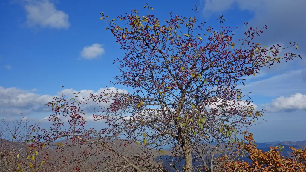 오대산