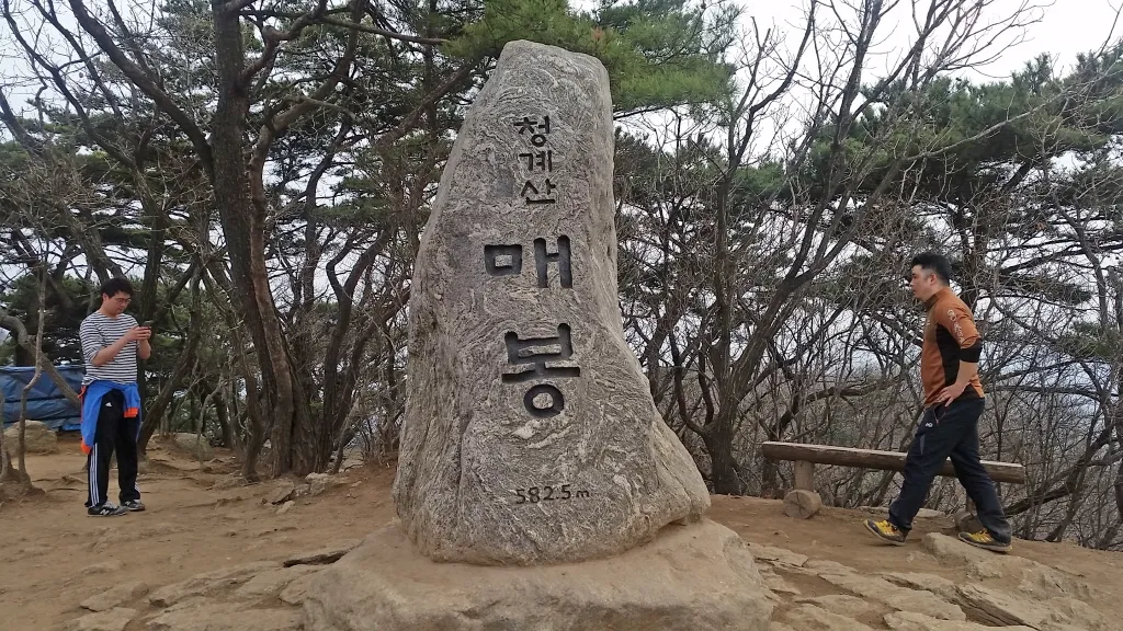 청계산 진달래