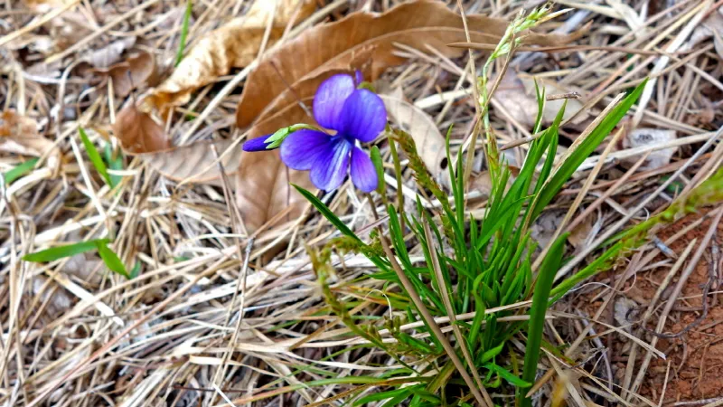 미륵산 (경남 통영) : 2016-04-02
