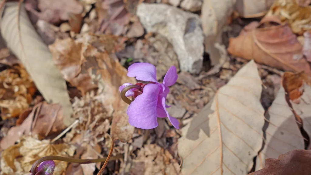 강천산 (전북 순창) : 2016-04-09