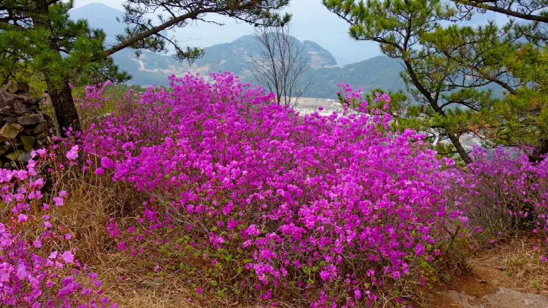 미륵산 (경남 통영) : 2016-04-02