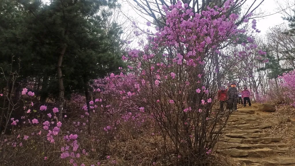 청계산 진달래