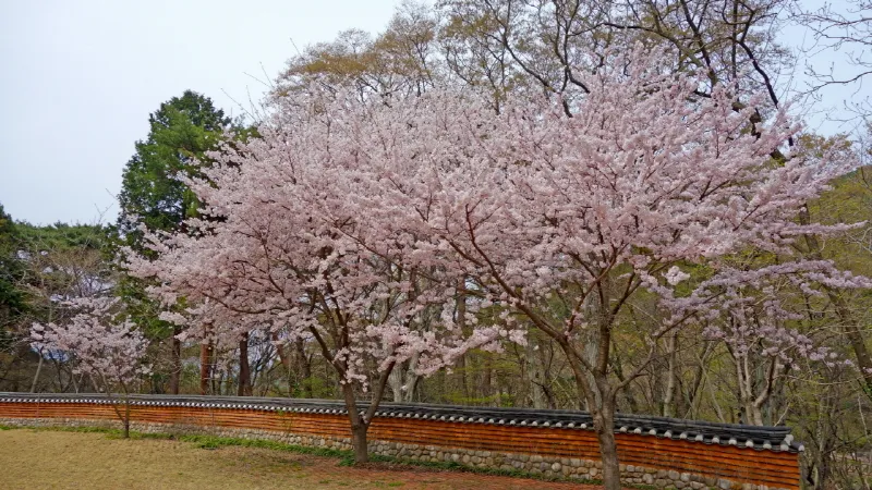 미륵산 (경남 통영) : 2016-04-02