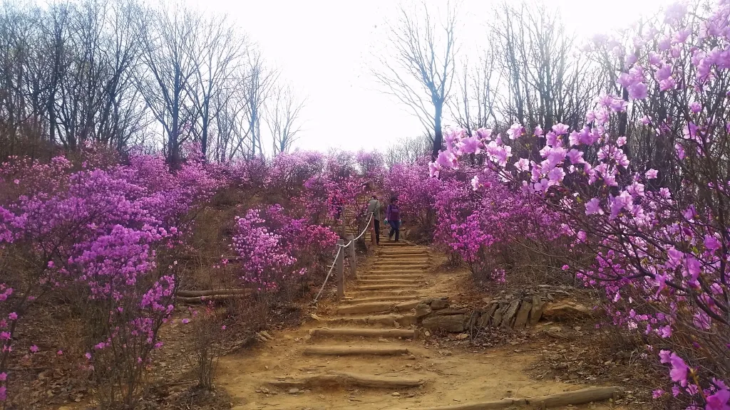 청계산 진달래