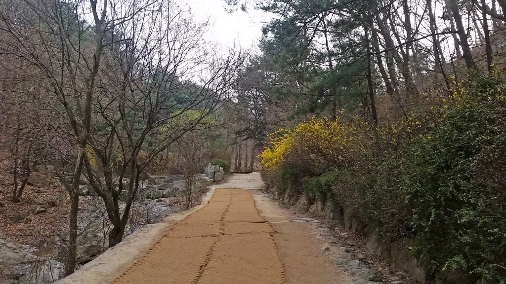 청계산 진달래
