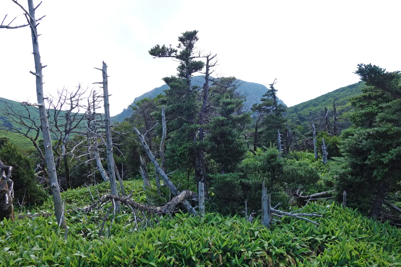 한라산 (돈내코-윗세오름) : 2016-07-30