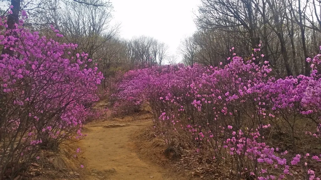 청계산 진달래