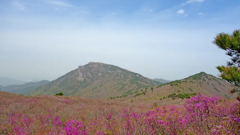 비슬산 진달래