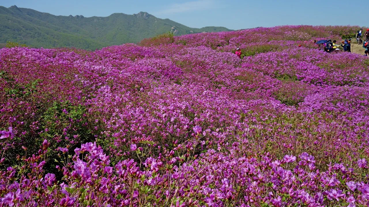 황매산