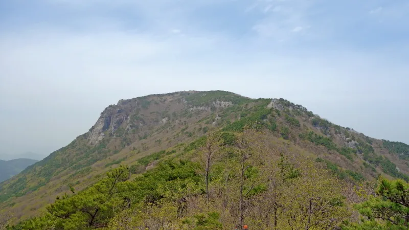 비슬산 진달래