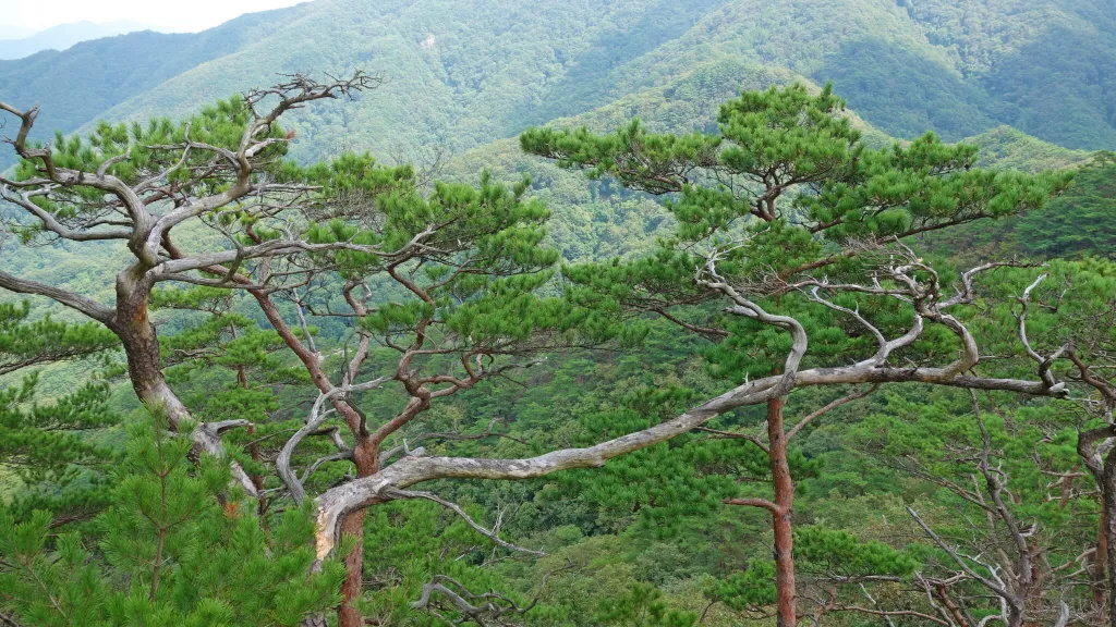 칠보산 (778m) [충북 괴산] : 2016-09-14