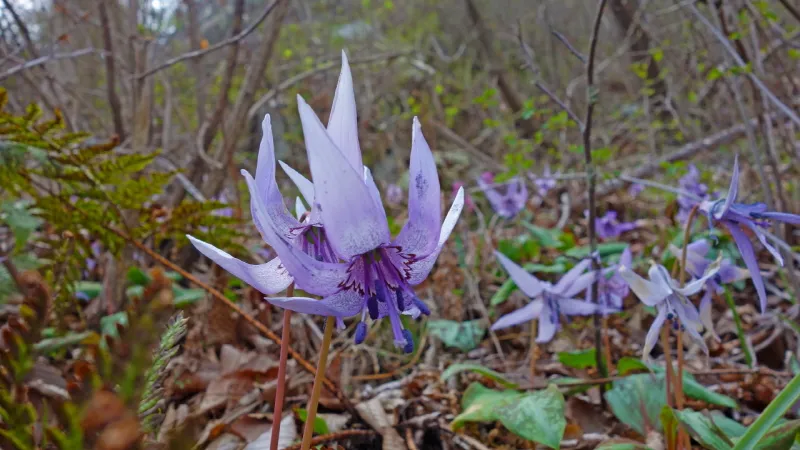 미륵산 (경남 통영) : 2016-04-02