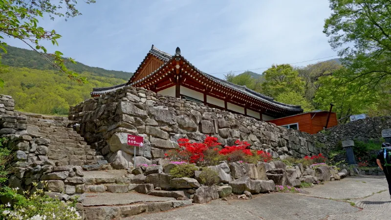 비슬산 진달래