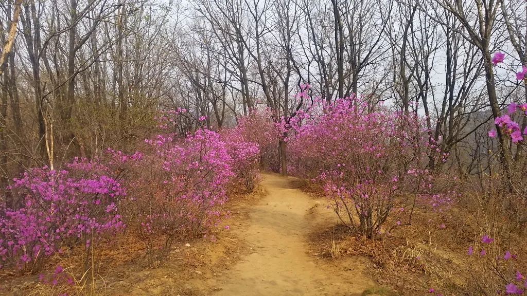 청계산 진달래
