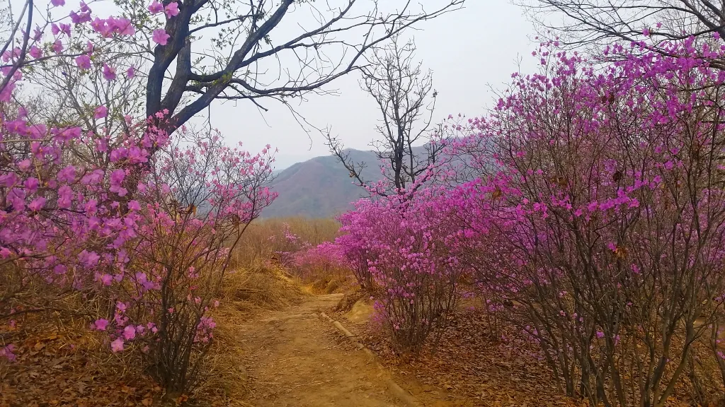 청계산 진달래