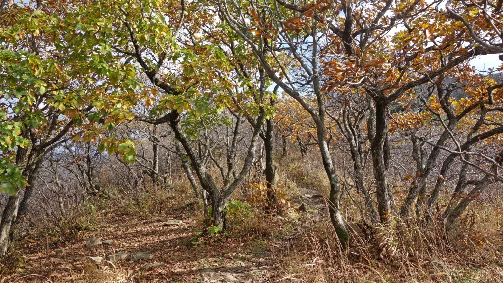 오대산