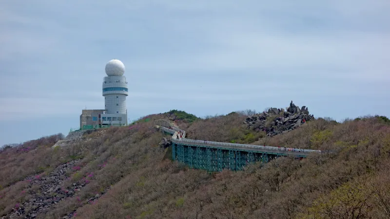 비슬산 진달래