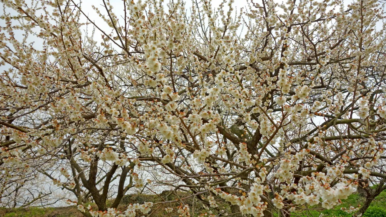 백운산(저남광양) 및 매화축제 : 2016-03-19