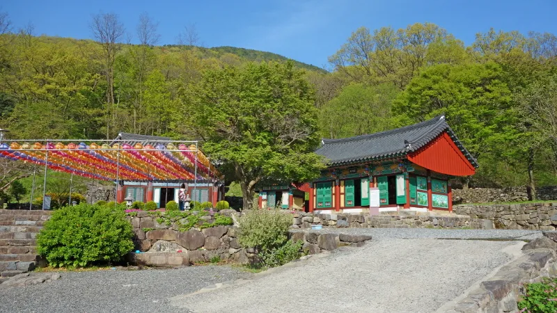 비슬산 진달래