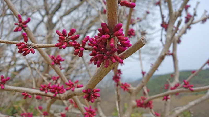 미륵산 (경남 통영) : 2016-04-02