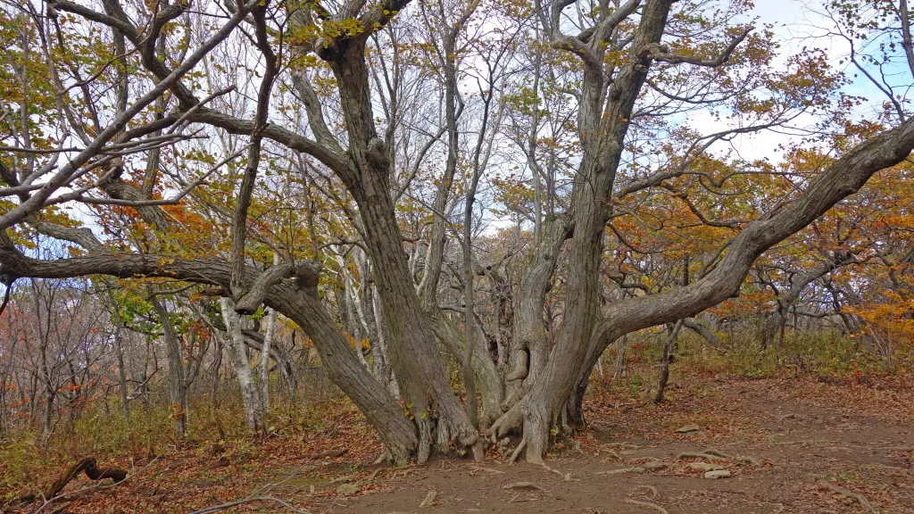 오대산