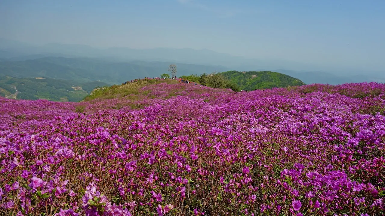 황매산