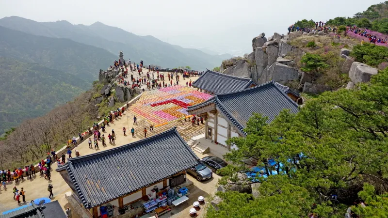 비슬산 진달래