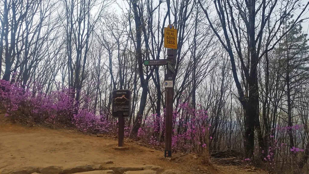 청계산 진달래