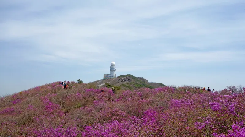 비슬산 진달래