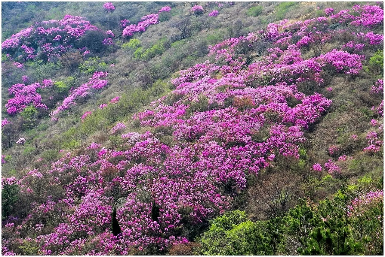 전남 여수 영취산
